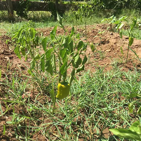 Lara Apart 公寓式酒店