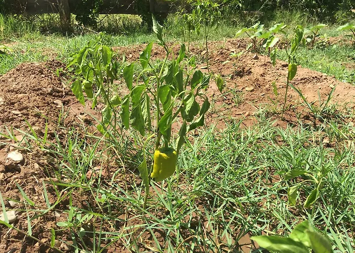 Lara Apart Aparthotel