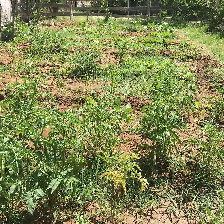 Lara Apart * Palamutbuku