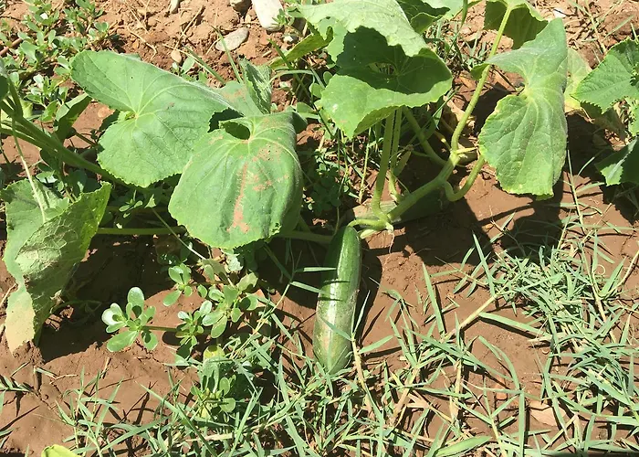 מלון דירות Lara Apart *